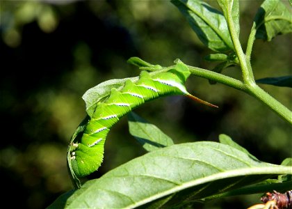 Tobacco Hornworm on Pepper Plant.
Mesa, Arizona, USA