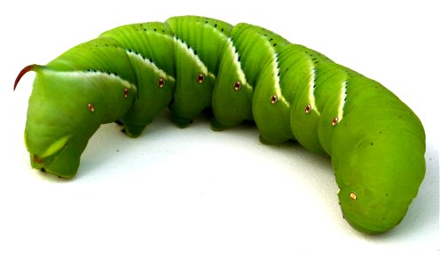 Tobacco hornworm (Manduca sexta) photo