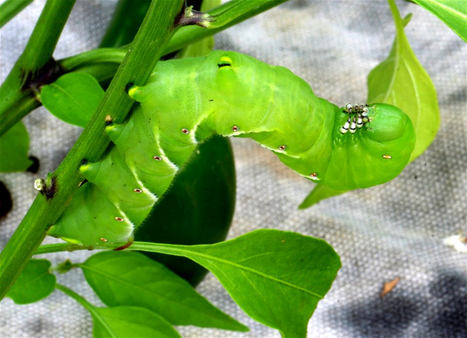 Tobacco hornworm (Manduca sexta) on a bell pepper plant.