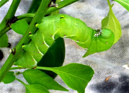 Tobacco hornworm (Manduca sexta) on a bell pepper plant.