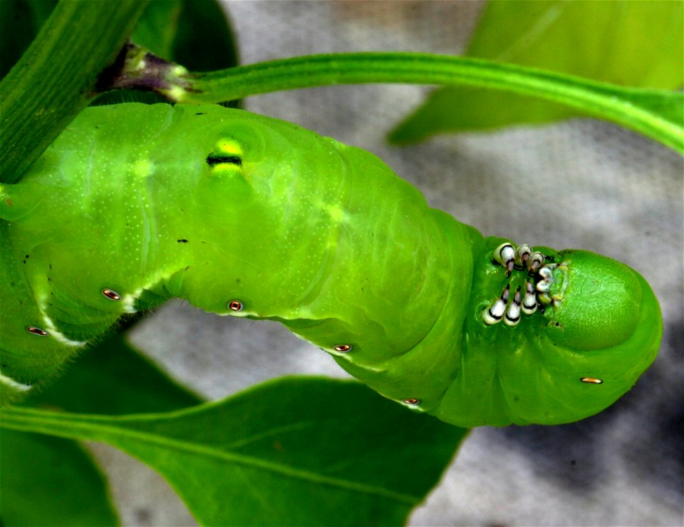 Tobacco hornworm (Manduca sexta) on a bell pepper plant.