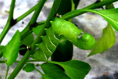 Tobacco hornworm (Manduca sexta) on a bell pepper plant.