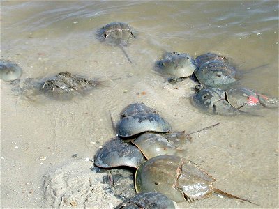 Image title: Arthropods horseshue crabs in water Image from Public domain images website, http://www.public-domain-image.com/full-image/fauna-animals-public-domain-images-pictures/crabs-and-lobsters-p photo