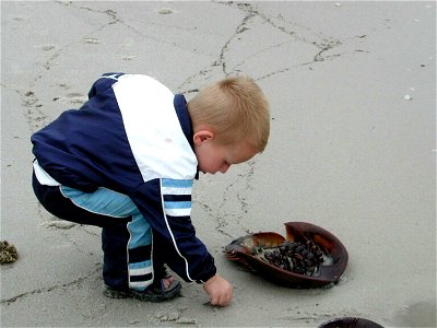 Image title: Child playing with horseshoe crab Image from Public domain images website, http://www.public-domain-image.com/full-image/people-public-domain-images-pictures/children-kids-public-domain-i photo