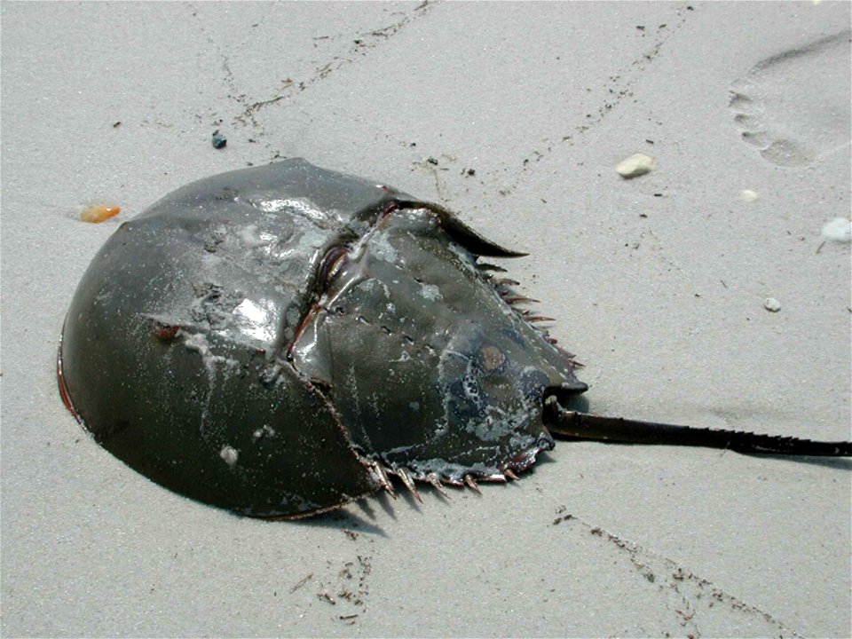 Image title: Horseshoe crab close up photography of arthropod Image from Public domain images website, http://www.public-domain-image.com/full-image/fauna-animals-public-domain-images-pictures/crabs-a photo