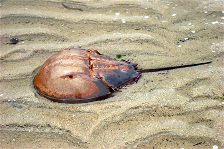 Image title: Horseshoe crab in sand Image from Public domain images website, http://www.public-domain-image.com/full-image/fauna-animals-public-domain-images-pictures/crabs-and-lobsters-public-domain- photo