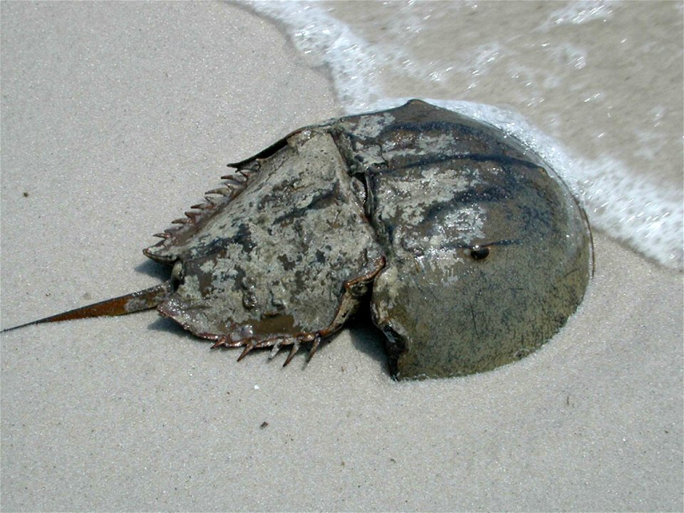 Image title: Horseshoe crab male on sandy beach limulus polyphemus Image from Public domain images website, http://www.public-domain-image.com/full-image/fauna-animals-public-domain-images-pictures/cr photo