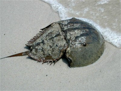 Image title: Horseshoe crab male on sandy beach limulus polyphemus Image from Public domain images website, http://www.public-domain-image.com/full-image/fauna-animals-public-domain-images-pictures/cr photo