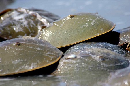 Image title: Horseshoe crabs close to water Image from Public domain images website, http://www.public-domain-image.com/full-image/fauna-animals-public-domain-images-pictures/crabs-and-lobsters-public photo