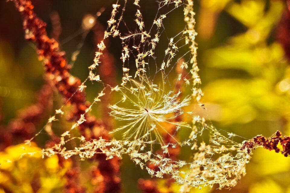 Spider close up macro