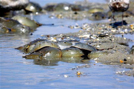 Image title: Horseshoe crabs limus polyphemus Image from Public domain images website, http://www.public-domain-image.com/full-image/fauna-animals-public-domain-images-pictures/crabs-and-lobsters-publ photo
