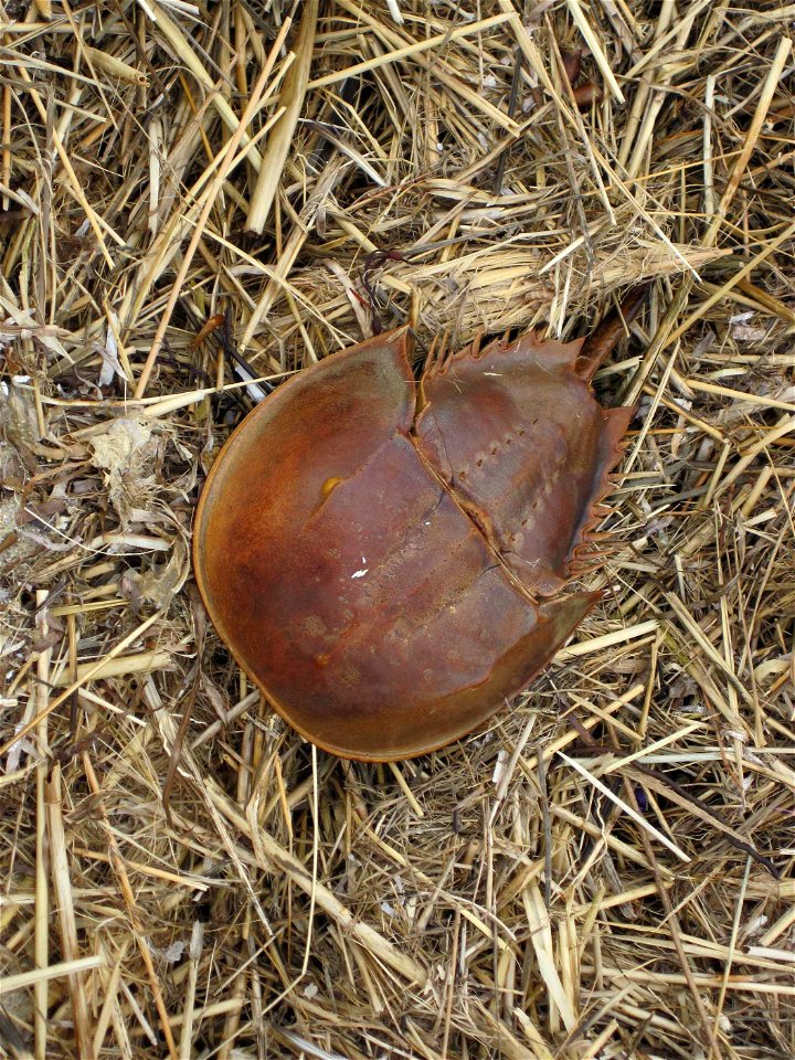 Image title: Horseshue crab limulus polyphemus Image from Public domain images website, http://www.public-domain-image.com/full-image/fauna-animals-public-domain-images-pictures/crabs-and-lobsters-pub photo