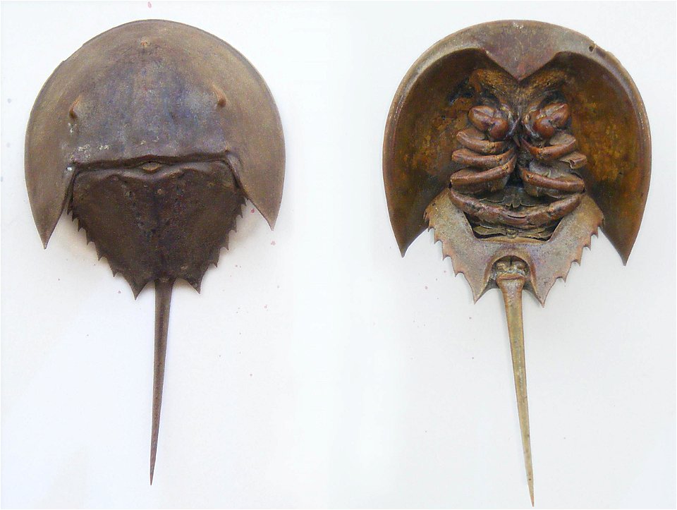 Horseshoe crab dorsal and ventral