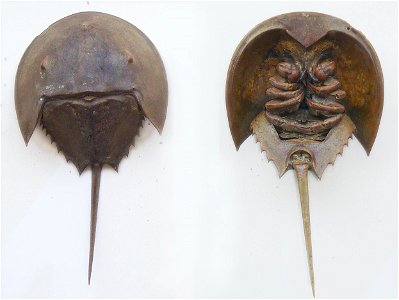 Horseshoe crab dorsal and ventral photo