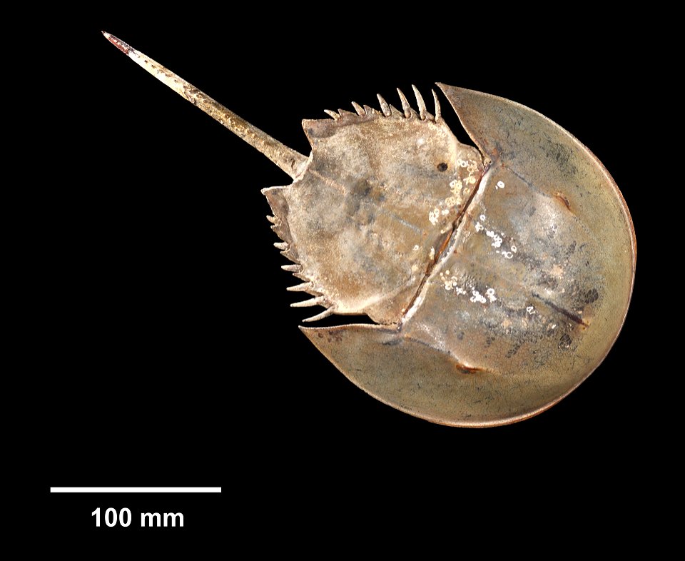 PRESERVED_SPECIMEN; ; ; dry; HYPOTYPE. See: Lamsdell, James. 2015. Tachypleus syriacus (Woodward) - a sexually dimorphic Cretaceous crown limulid reveals underestimated horseshoe crab diverg