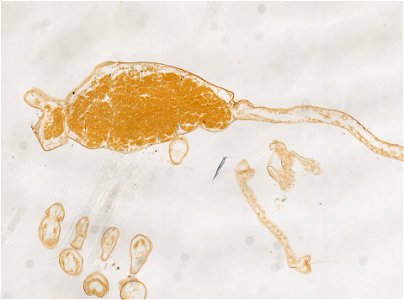 PRESERVED_SPECIMEN; ; ; microslide; ; IZ number 98241; lot count 1; Microslide 01, balsam, sagittal section; Microslide 02, balsam, sagittal section; Microslide 03, balsam, sagittal sec photo