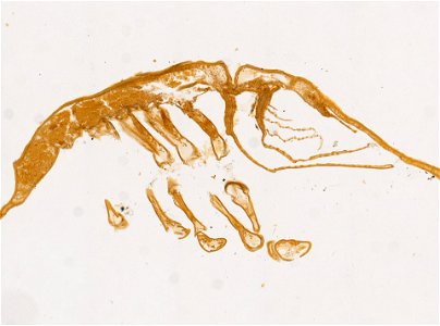 PRESERVED_SPECIMEN; ; ; microslide; ; IZ number 98242; lot count 1; Microslide 01, balsam, sagittal section; Microslide 02, balsam, sagittal section; Microslide 03, balsam, sagittal sec photo