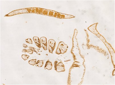 PRESERVED_SPECIMEN; ; ; microslide; ; IZ number 98243; lot count 1; Microslide 01, balsam, frontal section; Microslide 02, balsam, frontal section; other number E;