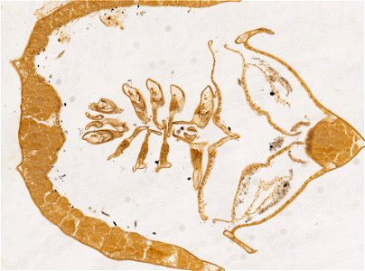 PRESERVED_SPECIMEN; ; ; microslide; ; IZ number 98244; lot count 1; Microslide 01, balsam, frontal section; Microslide 02, balsam, frontal section; other number F; photo