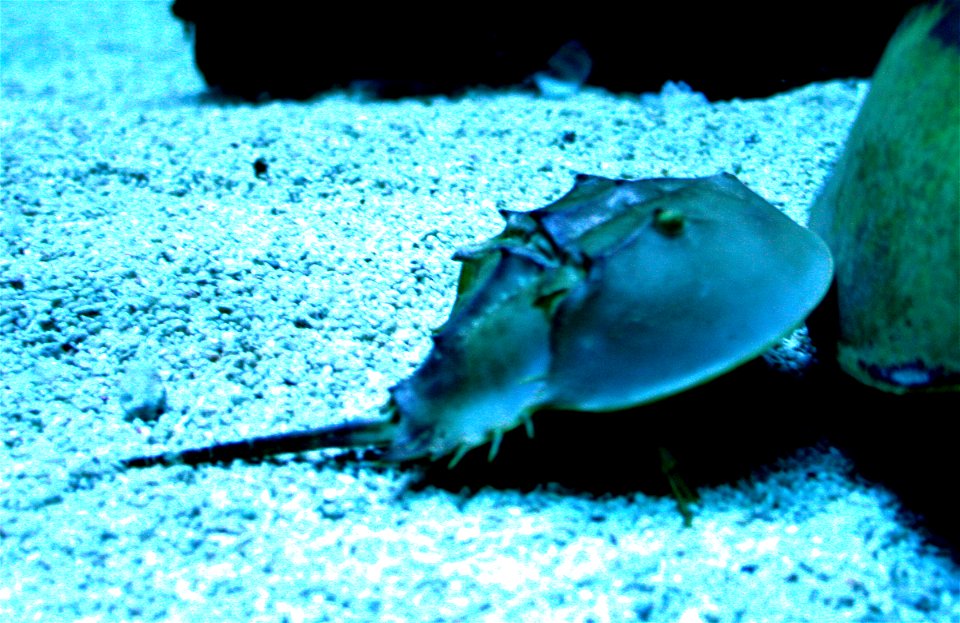 Horseshoe crab Limulus polyphemus in Prague sea aquarium, Czech Republic