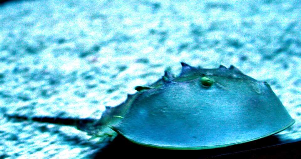 Horseshoe crab Limulus polyphemus in Prague sea aquarium, Czech Republic photo