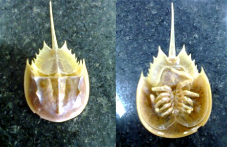 Imagem do invertebrado, Límulo do mar. Vista dorsal a esquerda, e vista ventral a direita. 22/04/2013 Brasília, Brasil photo