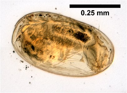 PRESERVED_SPECIMEN; ; LARVA; microslide; ; IZ number 99582; lot count 1; Microslide 01, balsam, whole mount; larva; photo