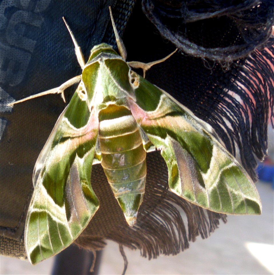 Unknown en:Butterfly on a en:scuba diving jacket in Sharm el-Naga, en:Port Safaga, en:Egypt]