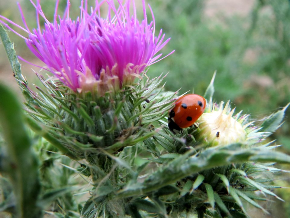 Weg-Distel (Carduus acanthoides) bei Reilingen