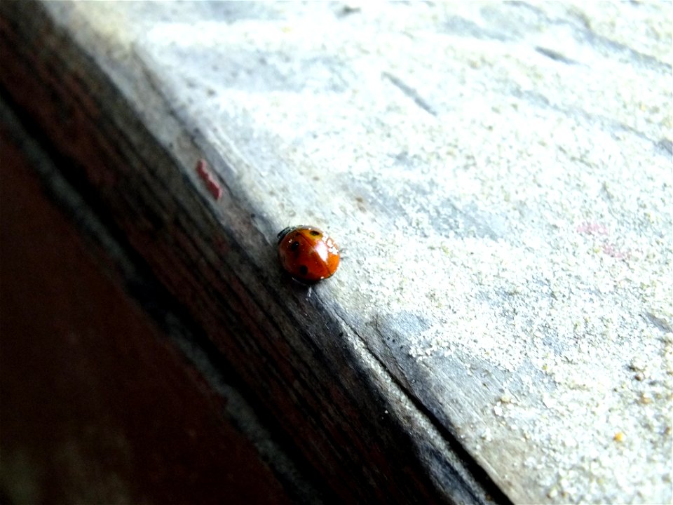 Seven-spotted Lady Beetle (Coccinella septempunctata)