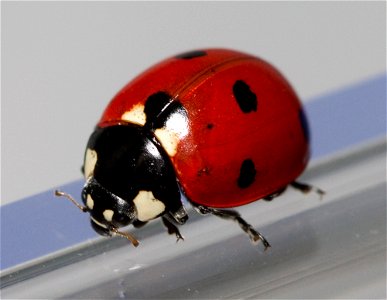 Seven-spotted ladybug (Coccinella septempunctata) in Nashville, Tennessee photo
