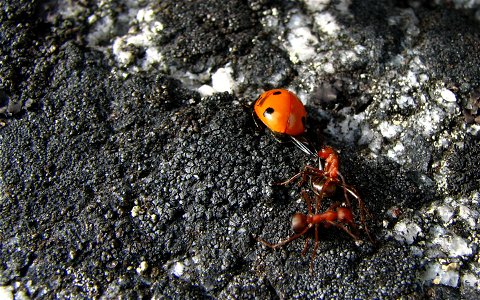 A seven-spot ladybird/bug/beetle (Coccinella septempunctata) is beeing attacked by two southern wood ants (Formica rufa). Photo taken on an island in Stockholm archipelago, Sweden photo