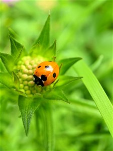 Seven-spotted Lady Beetle (Coccinella septempunctata) photo