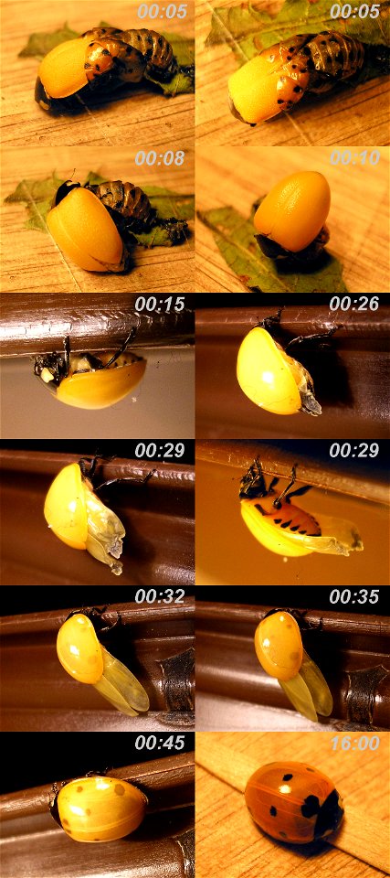Seven-spot ladybird (Coccinella septempunctata) emerging from its pupa.Note that even the elytra need to be pumped up; At first wrinkled and "open" towards the hind body. Around 10 minutes a