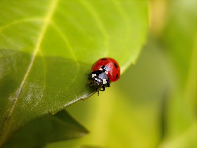 Marienkäfer auf einem Blatt Eigene Aufnahme Nikon Coolpix 5700 photo