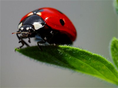 A ladybug standing on a leaf. Photograph taken with a Canon D60 camera Uğur böceği. photo