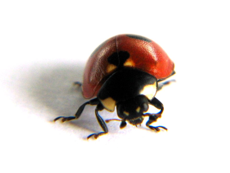 Ladybird, photo taken in Sweden