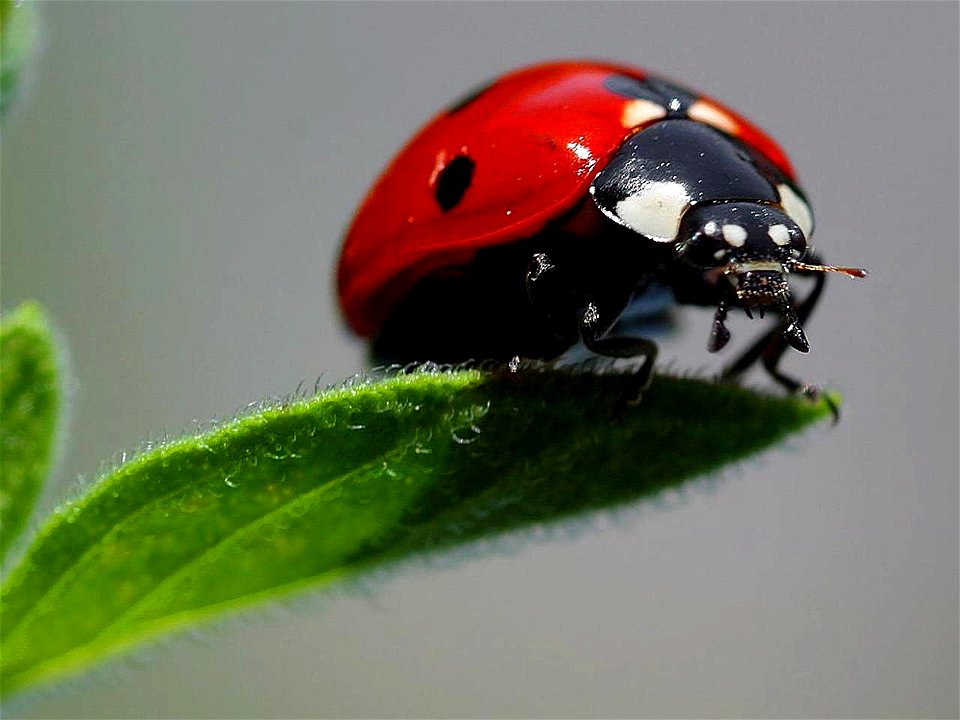 Image title: Ladybugs macro insects Image from Public domain images website, http://www.public-domain-image.com/full-image/fauna-animals-public-domain-images-pictures/insects-and-bugs-public-domain-im photo