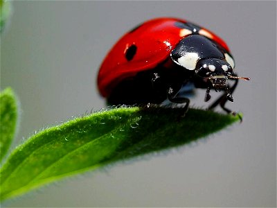 Image title: Ladybugs macro insects
Image from Public domain images website, http://www.public-domain-image.com/full-image/fauna-animals-public-domain-images-pictures/insects-and-bugs-public-domain-im
