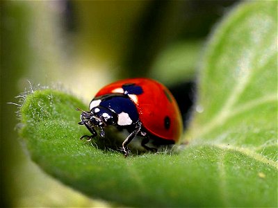 Image title: Ladybug Image from Public domain images website, http://www.public-domain-image.com/full-image/fauna-animals-public-domain-images-pictures/insects-and-bugs-public-domain-images-pictures/l photo