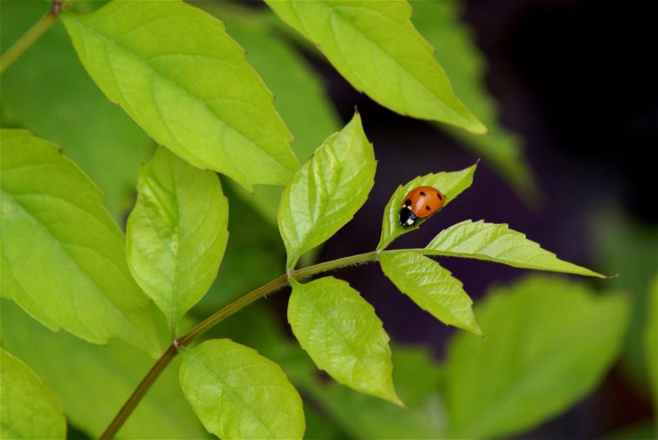 Coccinella septempunctata on Bignonia tecoma