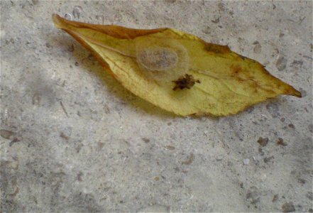 _ Coleoptera - Coccinella (Coccinellidae septempunctata)