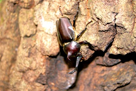 Japanese rhinoceros beetle at Gunma Insect World.