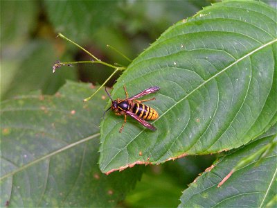 Vespula vulgaris photo