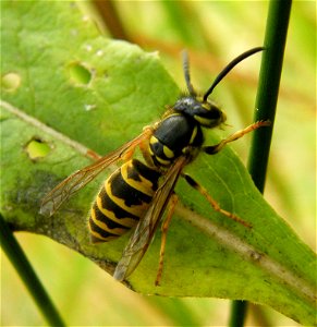 Common Wasp, photographed in Czech Republic, Jizerské hory photo