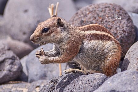 Animal wild rock photo