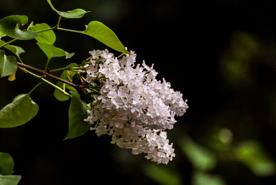 Flowers plants leaves
