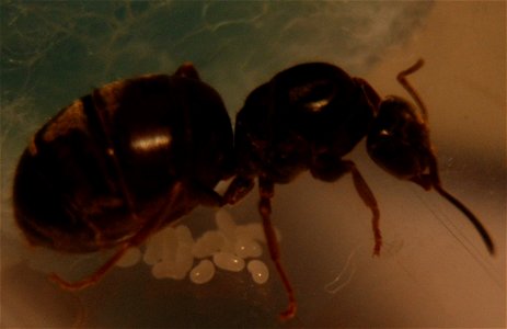 Gyne Lasius niger (Formicinae) photo