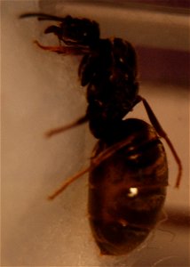 Gyne Lasius niger (Formicinae) photo