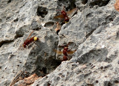 Vespa orientalis, Lato archaeological site (Agios Nikolaos, Crete, Greece)